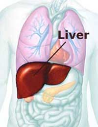 Liver Alcohol Drugs Cirrhosis Healthy